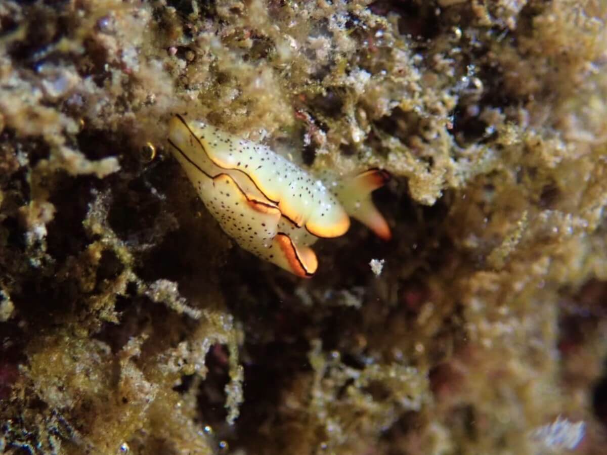 コノハミドリガイ！2025.9.7｜なぎさひろいの清須・西尾から送迎付き福井越前ビーチでシュノーケリングとスキンダイビングツアー