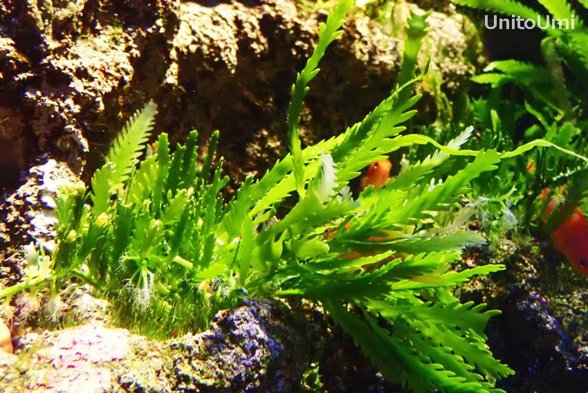「クロキヅタ」海藻類で唯一の国の天然記念物