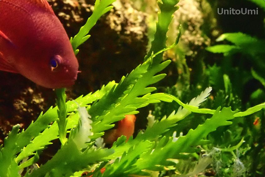 「クロキヅタ」海藻類で唯一の国の天然記念物