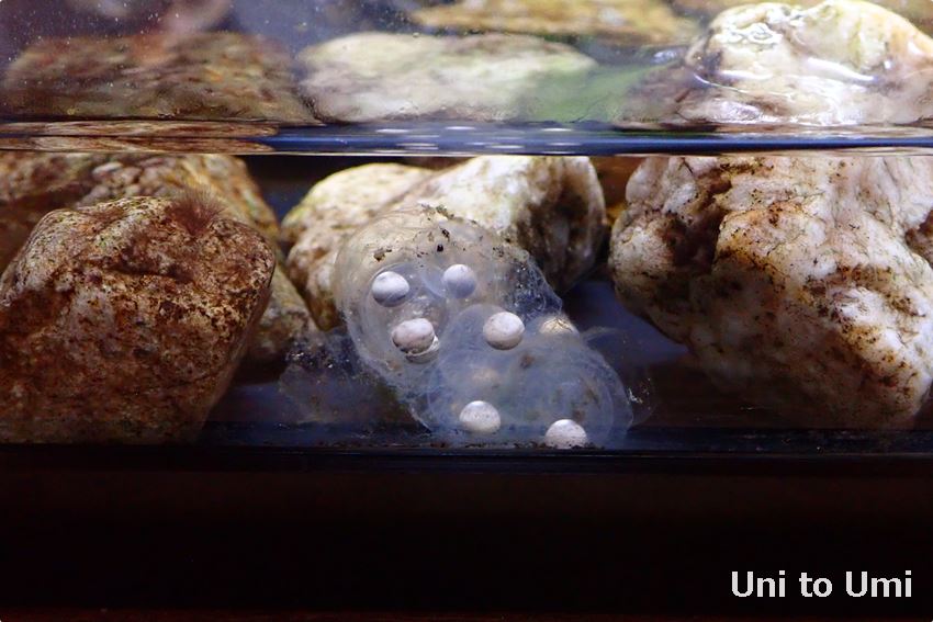 イワミサンショウウオの卵、島根県立しまね海洋館アクアス