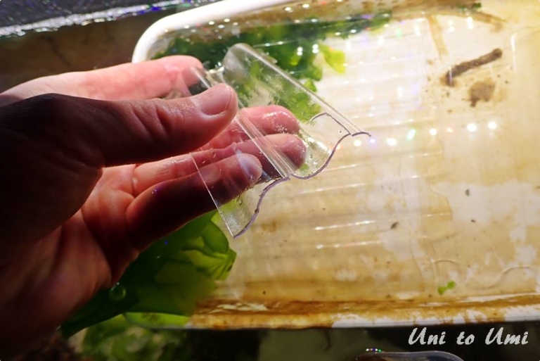 Fertiliser la terre et planter le weigélia