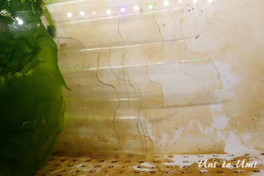 ウニ赤ちゃん用のエサ 珪藻の育て方・培養手順『ウニの一生』観察日記