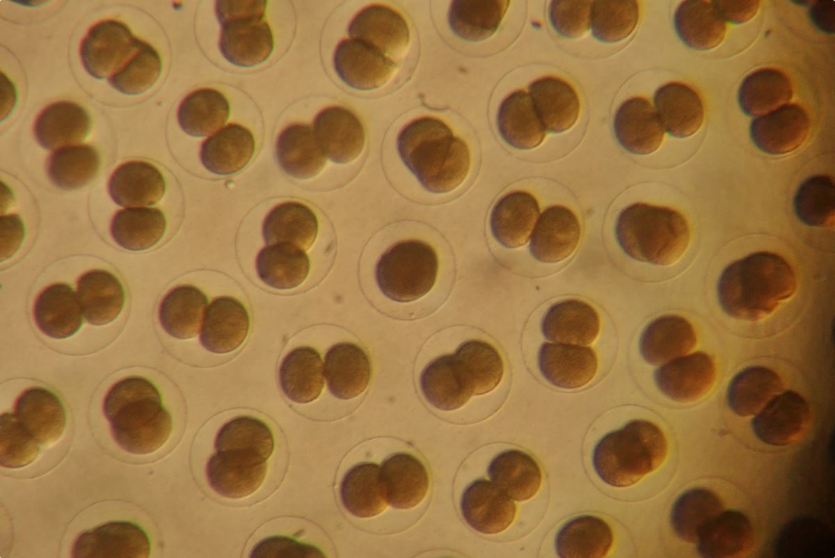 顕微鏡でバフンウニの受精卵を観察『ウニの一生』飼育観察日記③