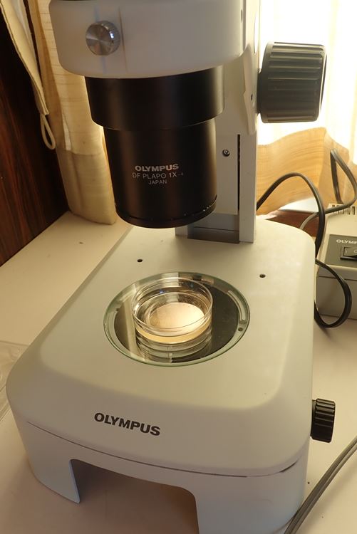 顕微鏡でバフンウニの受精卵を観察『ウニの一生』飼育観察日記③