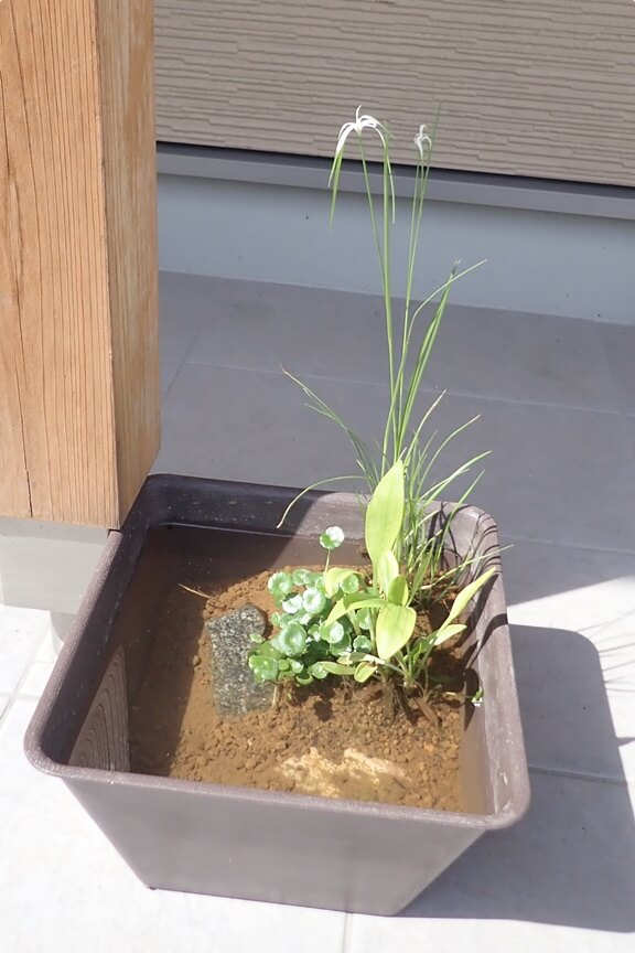 メダカビオトープに植えた３種類の水草