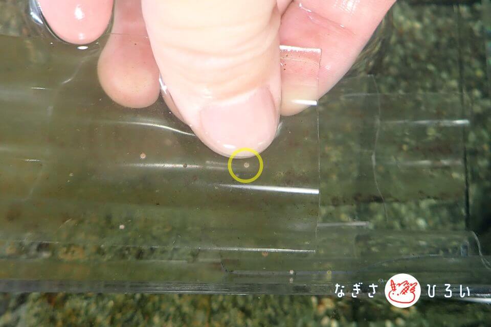 稚ウニ（バフンウニ）と親指で大きさ比較200605