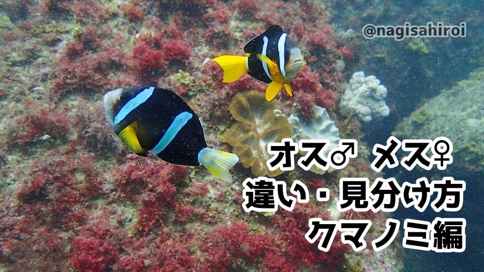 オス メス の見分け方 クマノミ 本州型 沖縄型の違い うみ遊びの旅をしよう 愛知県西尾市にあるダイビング スノーケリングショップなぎさひろい