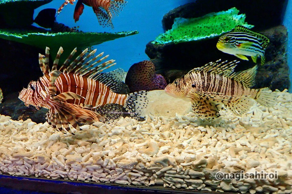 ミノカサゴに刺されたらどうなるの?