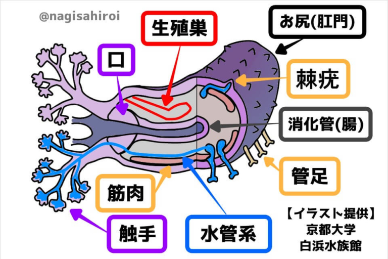 あなたに伝えたい「ナマコの世界」お尻に歯があり夏眠する!? | うみ遊びの旅をしよう♪愛知県清須市と西尾市にあるダイビングとスノーケリングのお ...