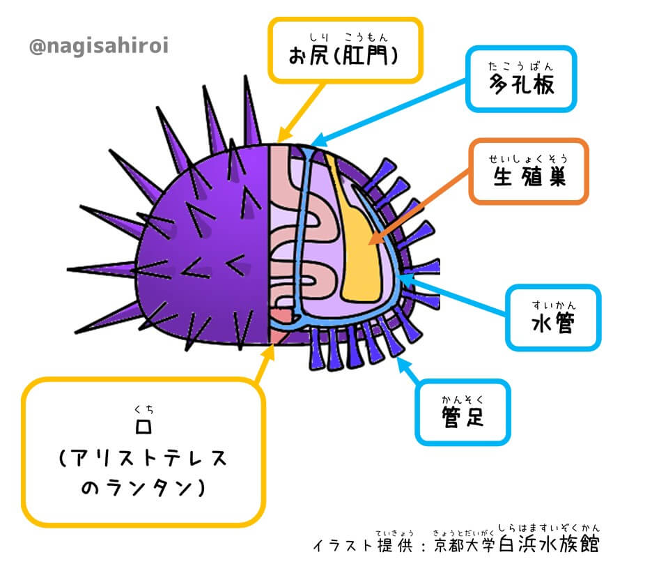 あなたに伝えたい ウニの世界 口や足があって 目もあるの うみ遊びの旅をしよう 愛知県西尾市 西三河 にあるダイビング スノーケリングショップなぎさひろい