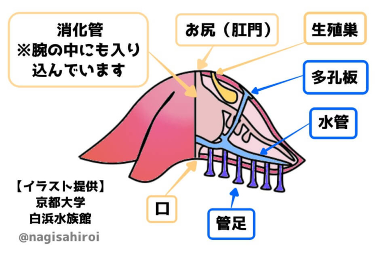 あなたに伝えたい ヒトデの世界 胃を出し 穴掘り 罠使う うみ遊びの旅をしよう ダイビング スノーケリングなぎさひろい