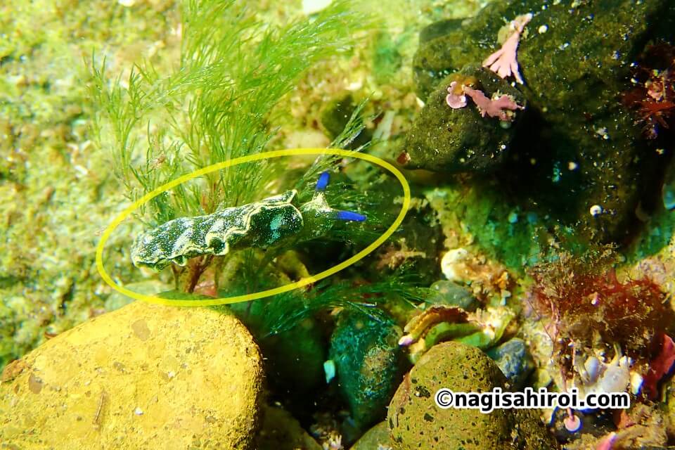 シオグサ科の海藻に居つくアズキウミウシ