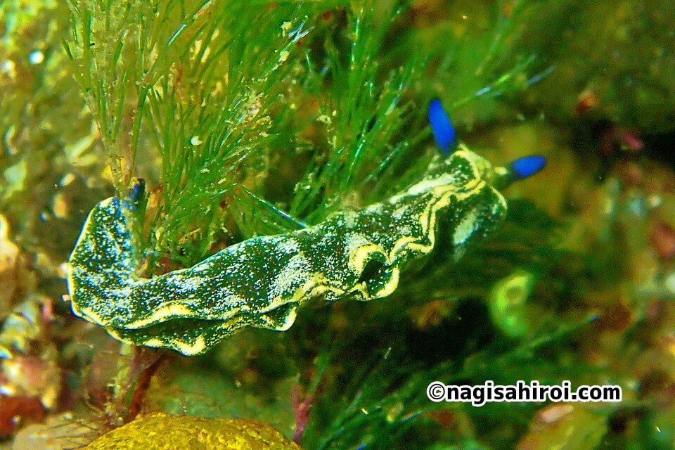 シオグサ科の海藻に居つくアズキウミウシ
