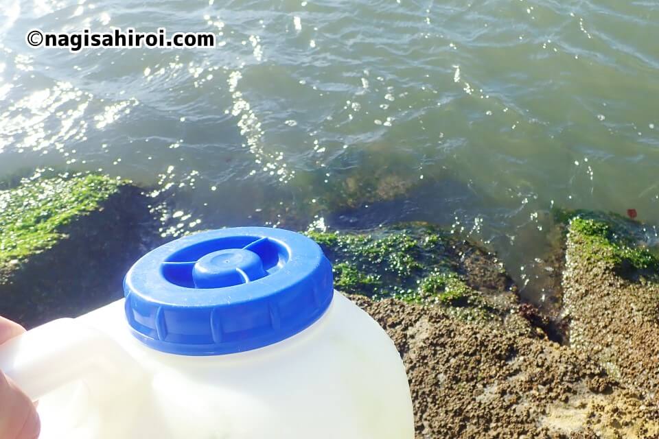 バフンウニの一生「浮遊珪藻の培養」