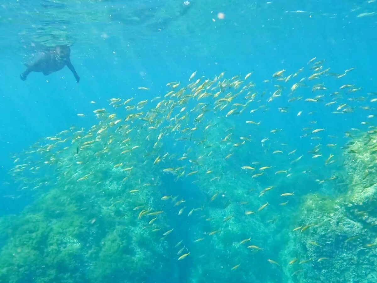 ログ前でマアジの群れ！2025.9.7｜なぎさひろいの清須・西尾から送迎付き福井越前ビーチでシュノーケリングとスキンダイビングツアー