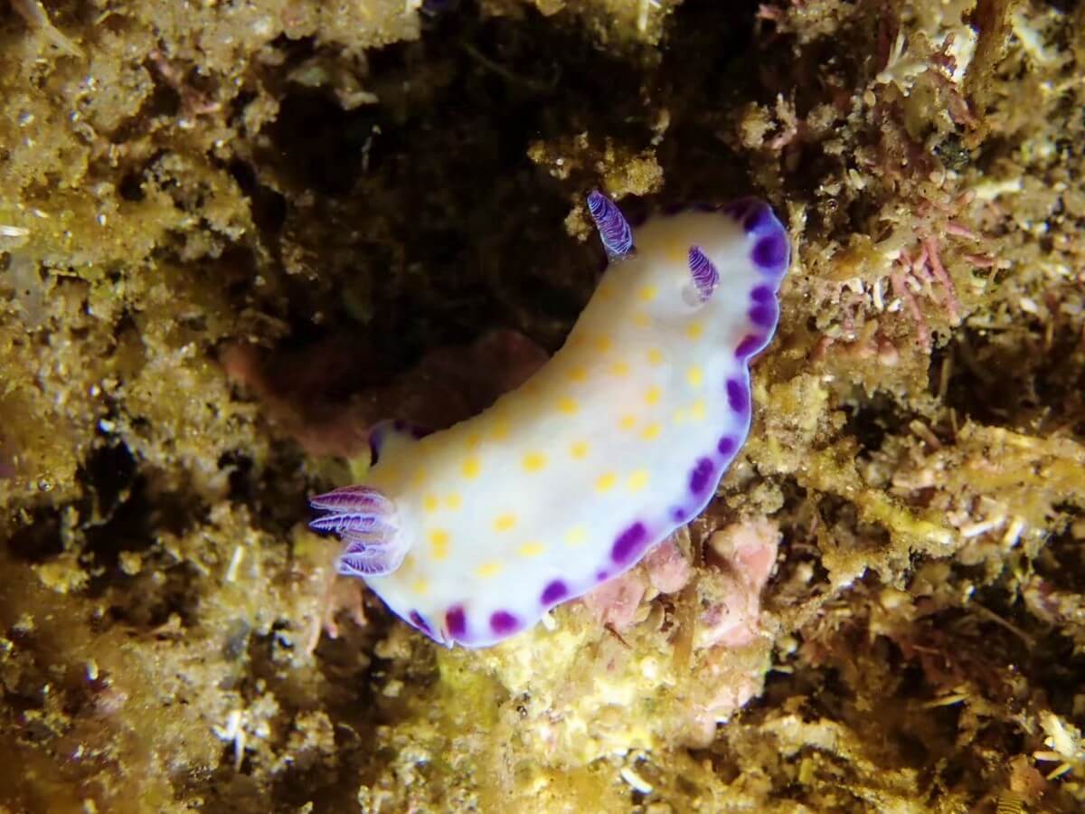 コモンウミウシ！2025.9.7｜なぎさひろいの清須・西尾から送迎付き福井越前ビーチでシュノーケリングとスキンダイビングツアー