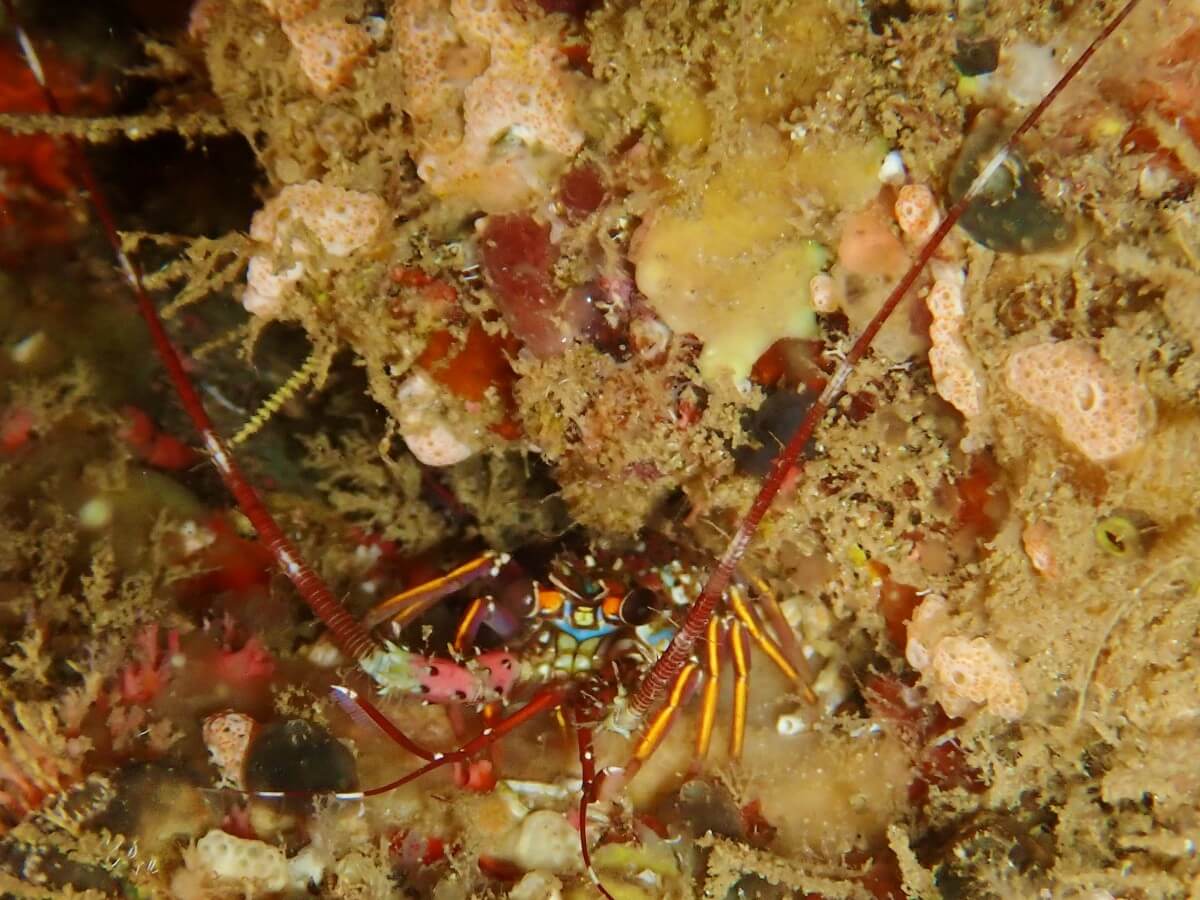 イセエビ科2025.9.28｜【なぎさひろい】名古屋に近い清須・西尾から送迎付き！静岡県西伊豆にある浮島ビーチでファンダイビングツアー