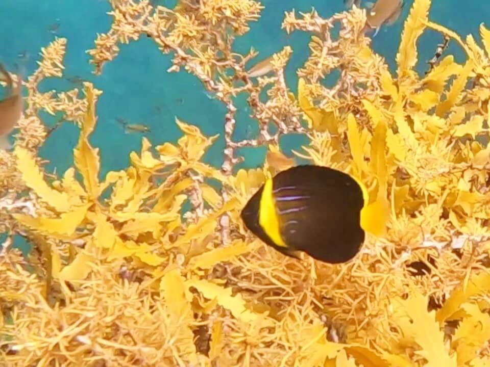 ログ前のキンチャクダイ若魚！2025.9.7｜なぎさひろいの清須・西尾から送迎付き福井越前ビーチでシュノーケリングとスキンダイビングツアー