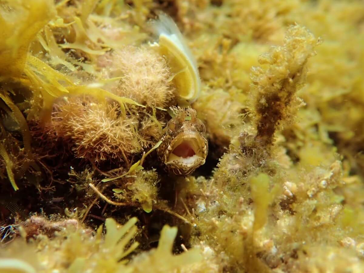 グワッと口を開けて威嚇するコケギンポ！2025.9.7｜なぎさひろいの清須・西尾から送迎付き福井越前ビーチでシュノーケリングとスキンダイビングツアー