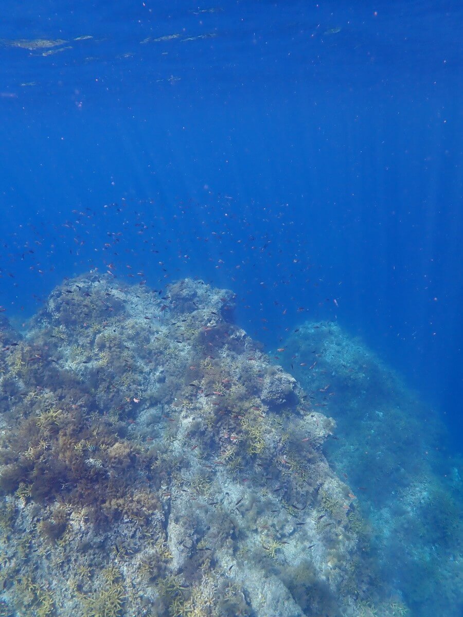 トンボ渡りの水中！2025.8.31｜なぎさひろいの清須・西尾から送迎付き福井越前ビーチダイビングツアー