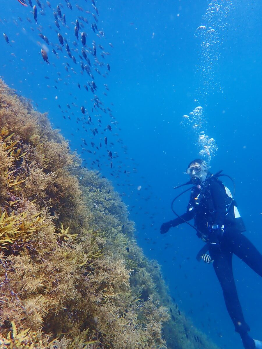 トンボ渡りのスズメダイとダイバー！2025.8.31｜なぎさひろいの清須・西尾から送迎付き福井越前ビーチダイビングツアー
