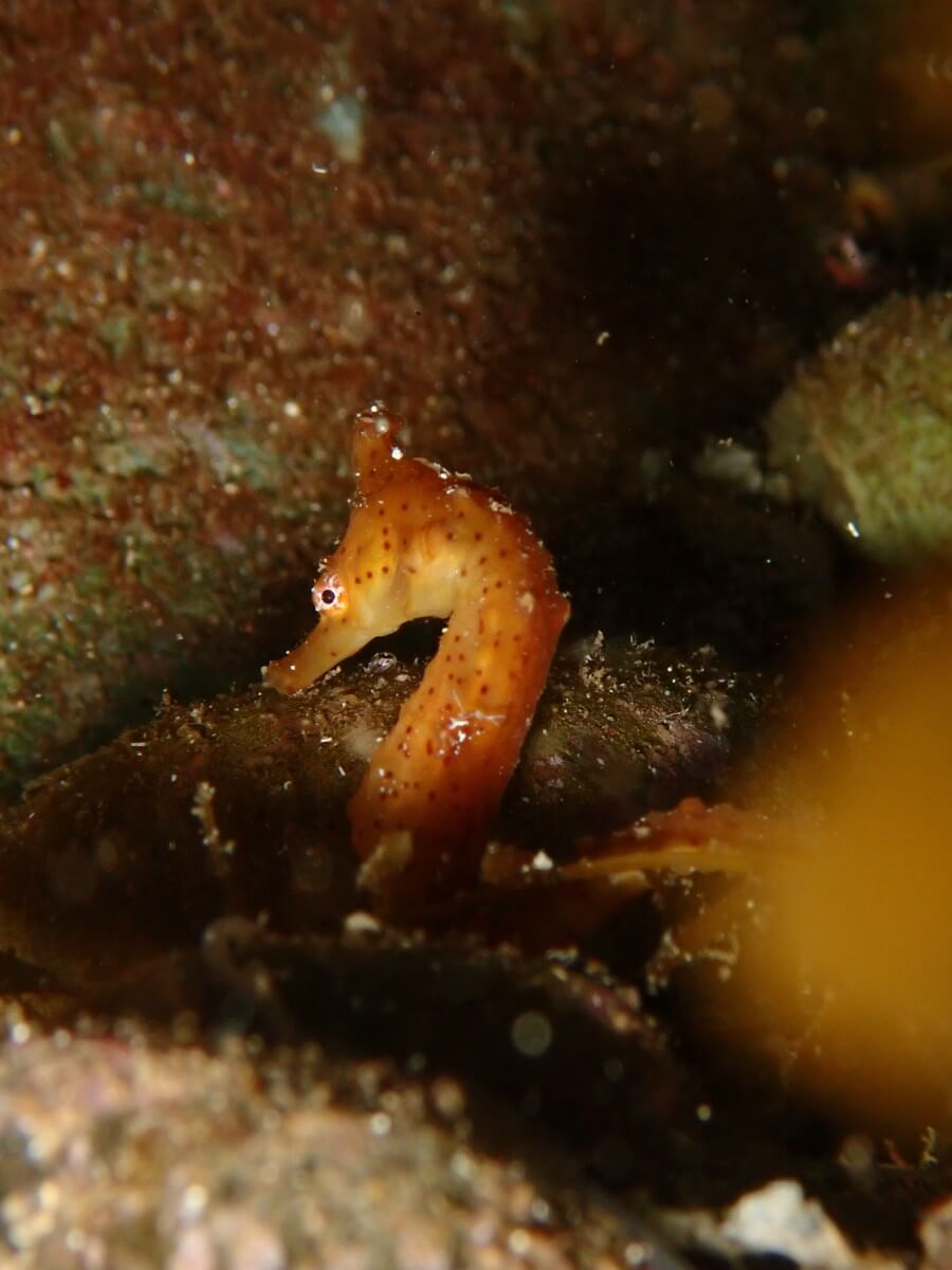 タツノオトシゴ！2025.8.31｜なぎさひろいの清須・西尾から送迎付き福井越前ビーチダイビングツアー