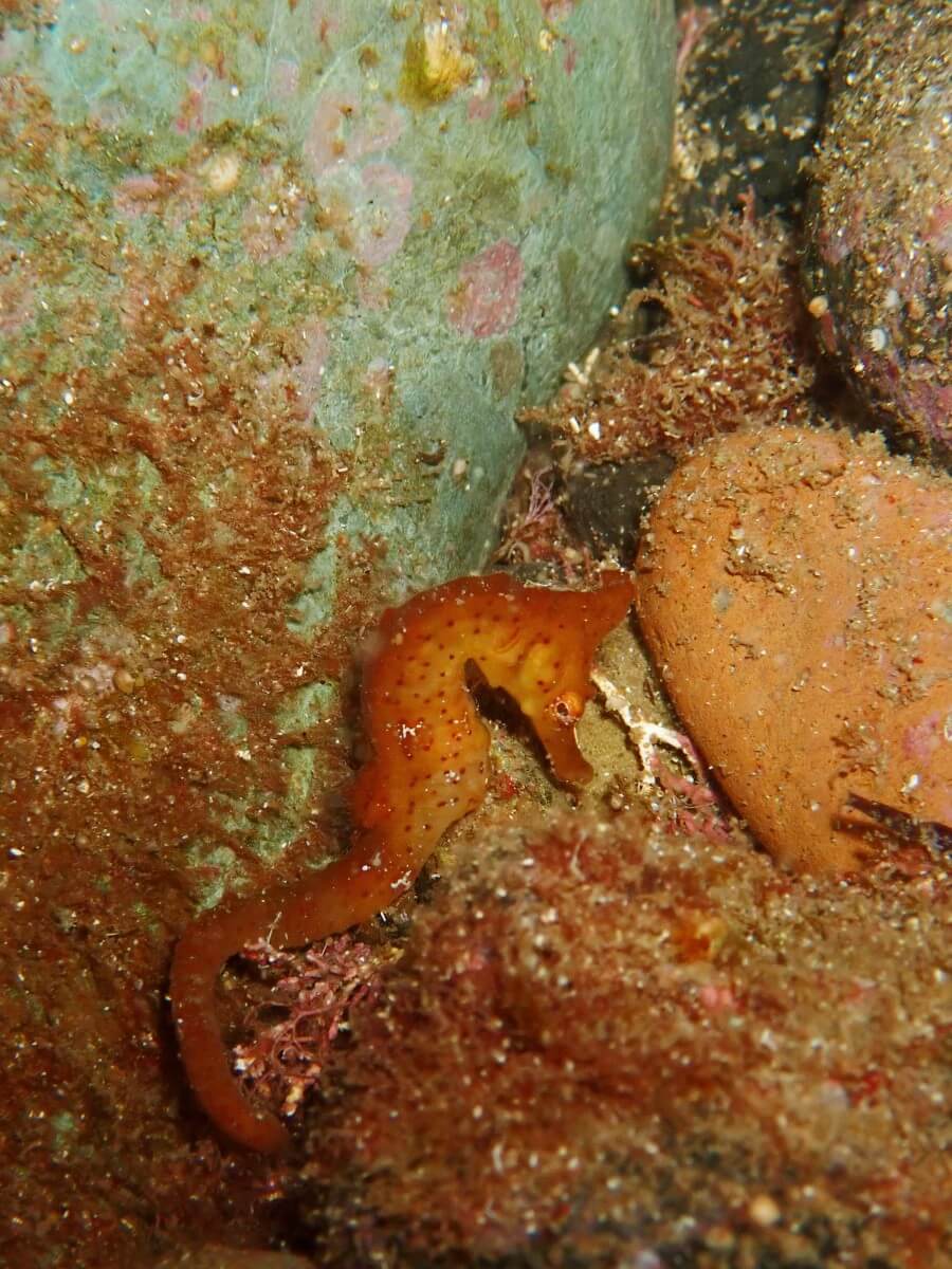 隠れるタツノオトシゴ！2025.8.31｜なぎさひろいの清須・西尾から送迎付き福井越前ビーチダイビングツアー