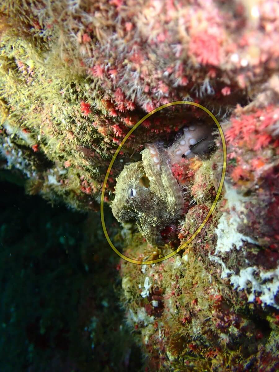 擬態するマダコ！2025.8.31｜なぎさひろいの清須・西尾から送迎付き福井越前ビーチダイビングツアー