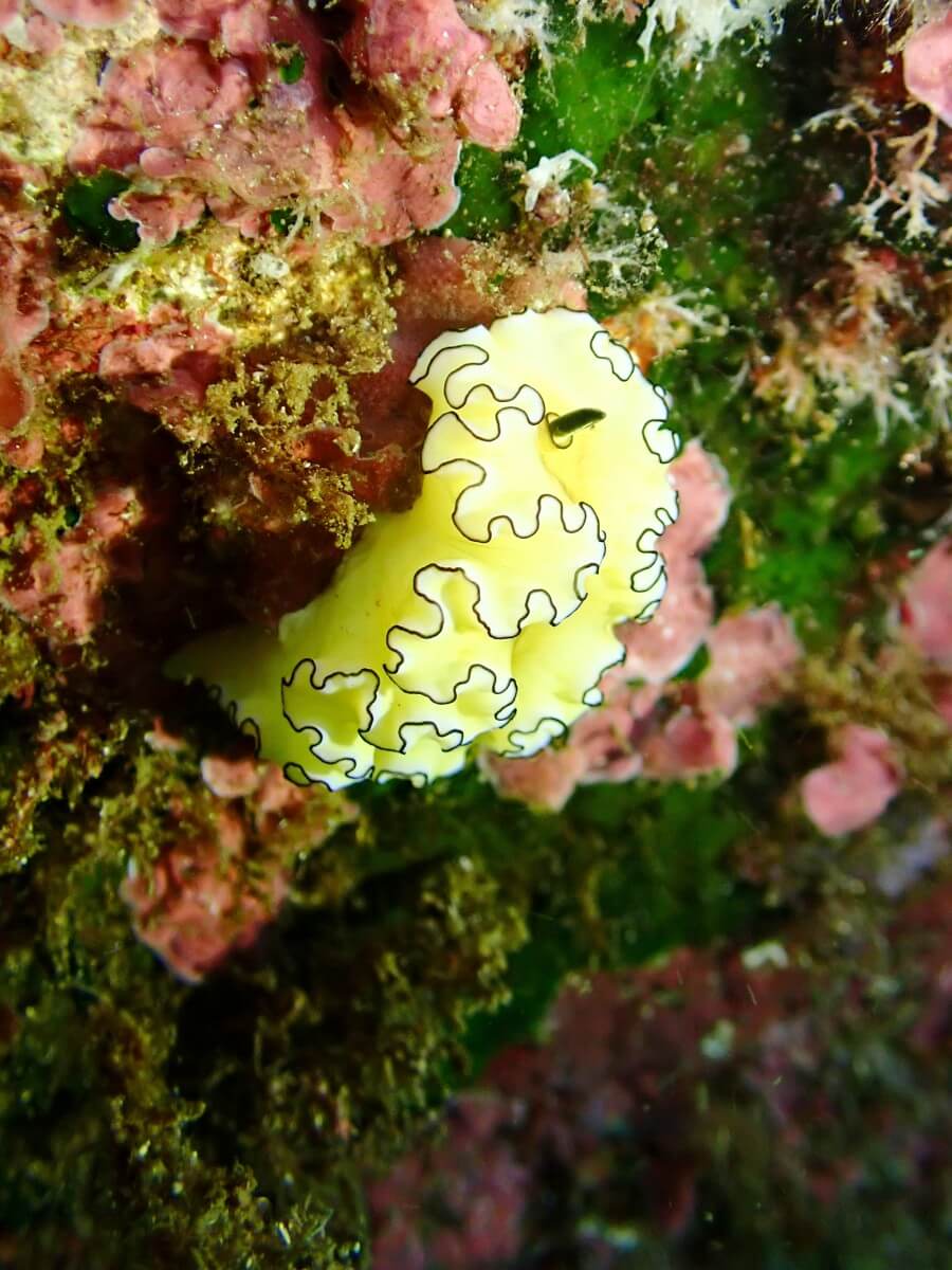 触角が無いキイロウミウシ！2025.8.31｜なぎさひろいの清須・西尾から送迎付き福井越前ビーチダイビングツアー