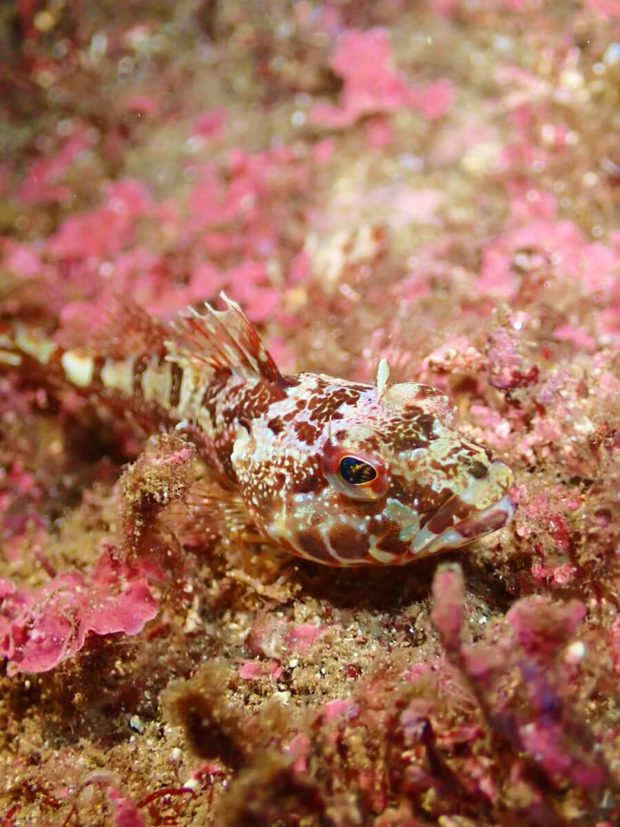 アナハゼ科の顔！2025.8.31｜なぎさひろいの清須・西尾から送迎付き福井越前ビーチダイビングツアー