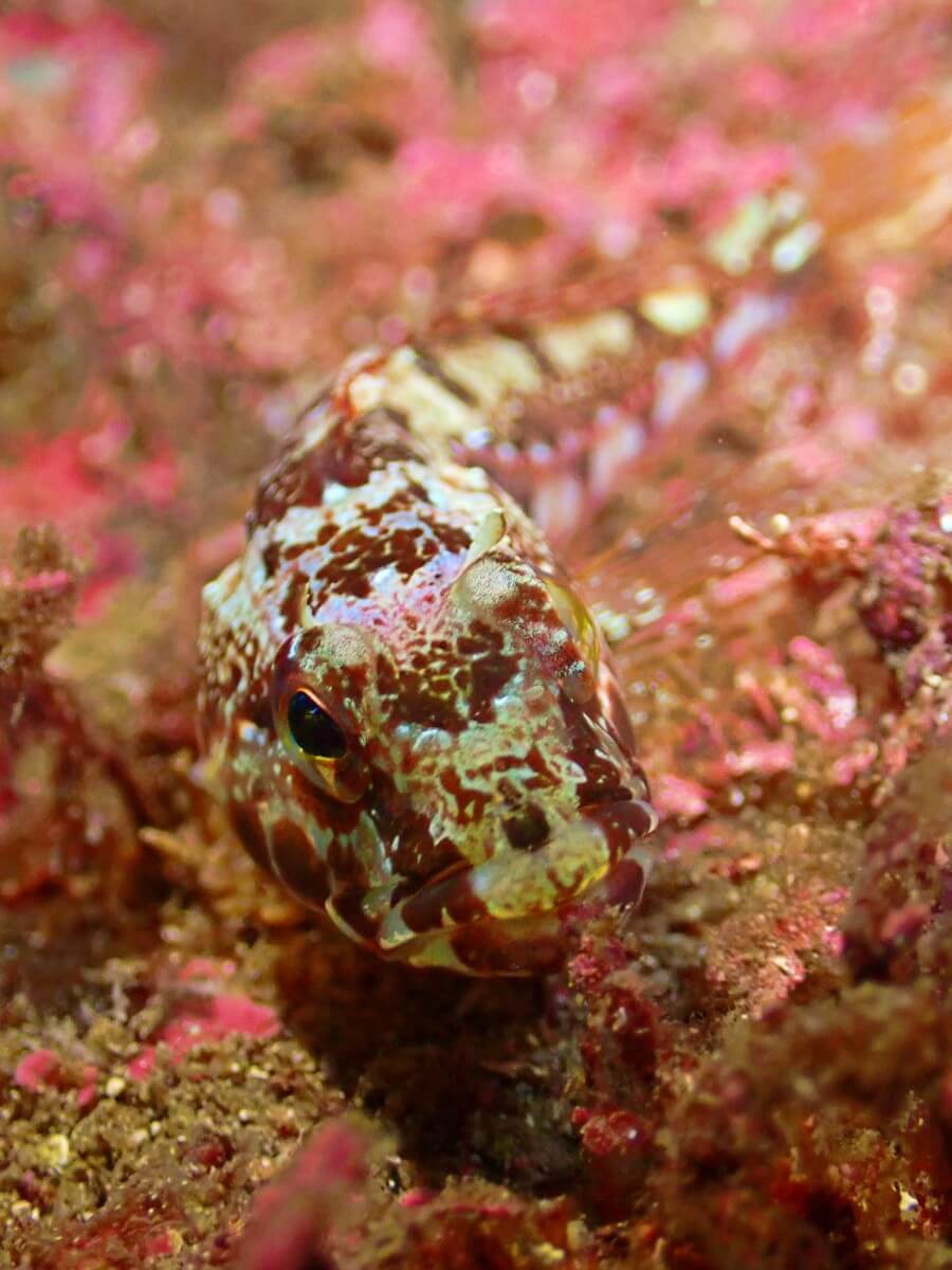 アナハゼ科の正面顔！2025.8.31｜なぎさひろいの清須・西尾から送迎付き福井越前ビーチダイビングツアー