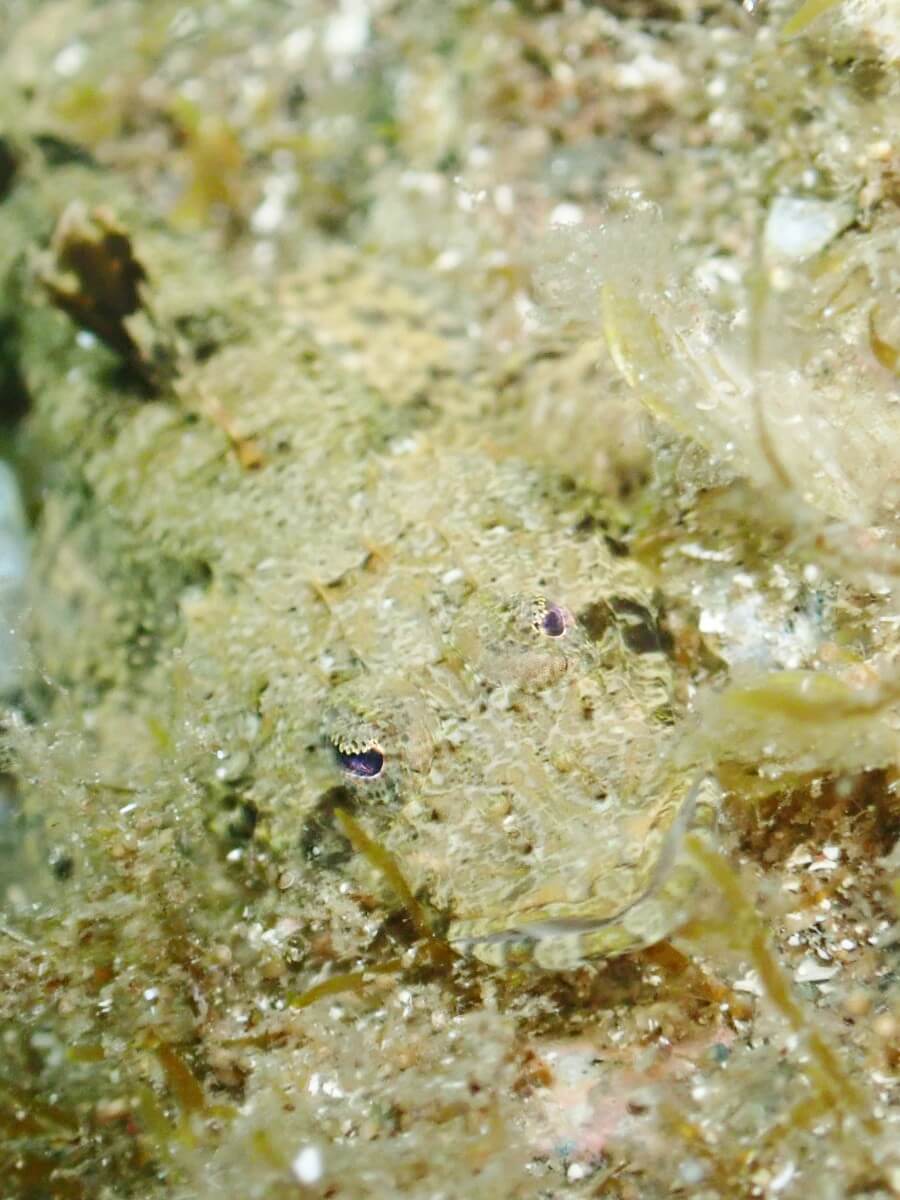 ワニゴチ！2025.8.31｜なぎさひろいの清須・西尾から送迎付き福井越前ビーチダイビングツアー