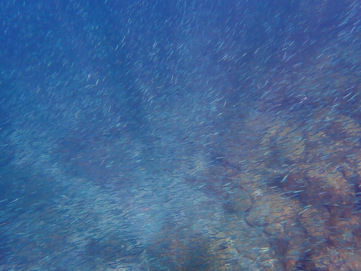 キビナゴの群れ！2025.9.3｜なぎさひろいの清須・西尾から送迎付き西伊豆の川奈ビーチでシュノーケリングとスキンダイビングツアー