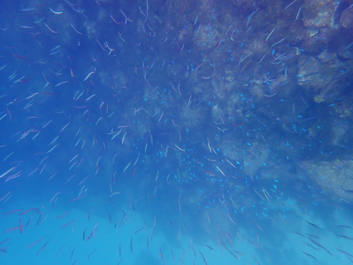 キビナゴの群れを上から観察！2025.9.3｜なぎさひろいの清須・西尾から送迎付き西伊豆の川奈ビーチでシュノーケリングとスキンダイビングツアー
