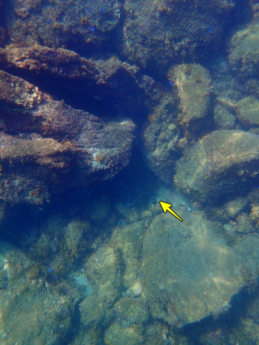 アオウミガメ発見！2025.9.3｜なぎさひろいの清須・西尾から送迎付き西伊豆の川奈ビーチでシュノーケリングとスキンダイビングツアー