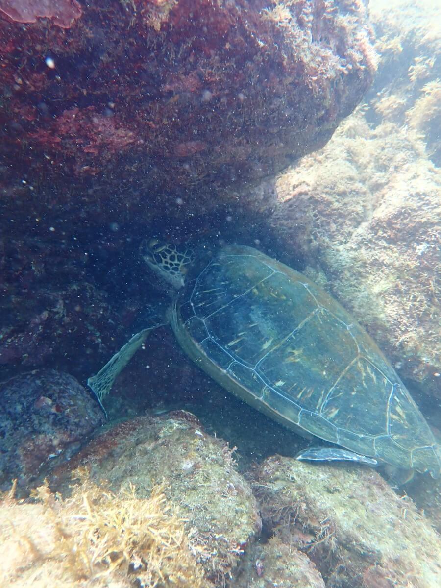 アオウミガメの登場！2025.9.3｜なぎさひろいの清須・西尾から送迎付き西伊豆の川奈ビーチでシュノーケリングとスキンダイビングツアー