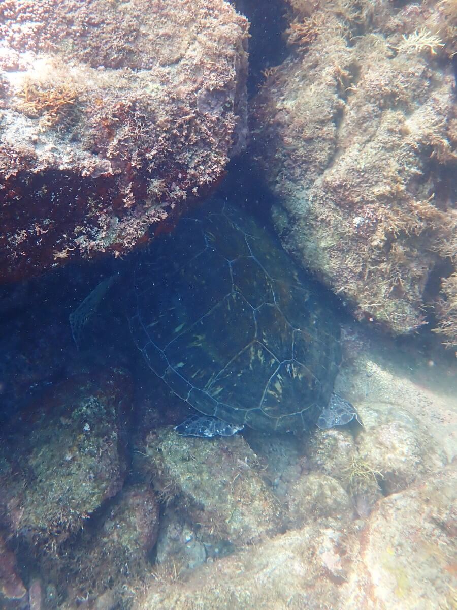 隠れるアオウミガメ！2025.9.3｜なぎさひろいの清須・西尾から送迎付き西伊豆の川奈ビーチでシュノーケリングとスキンダイビングツアー