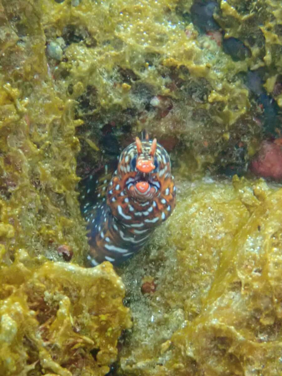 こっちを見ているトラウツボ！2025.9.3｜なぎさひろいの清須・西尾から送迎付き西伊豆の川奈ビーチでシュノーケリングとスキンダイビングツアー