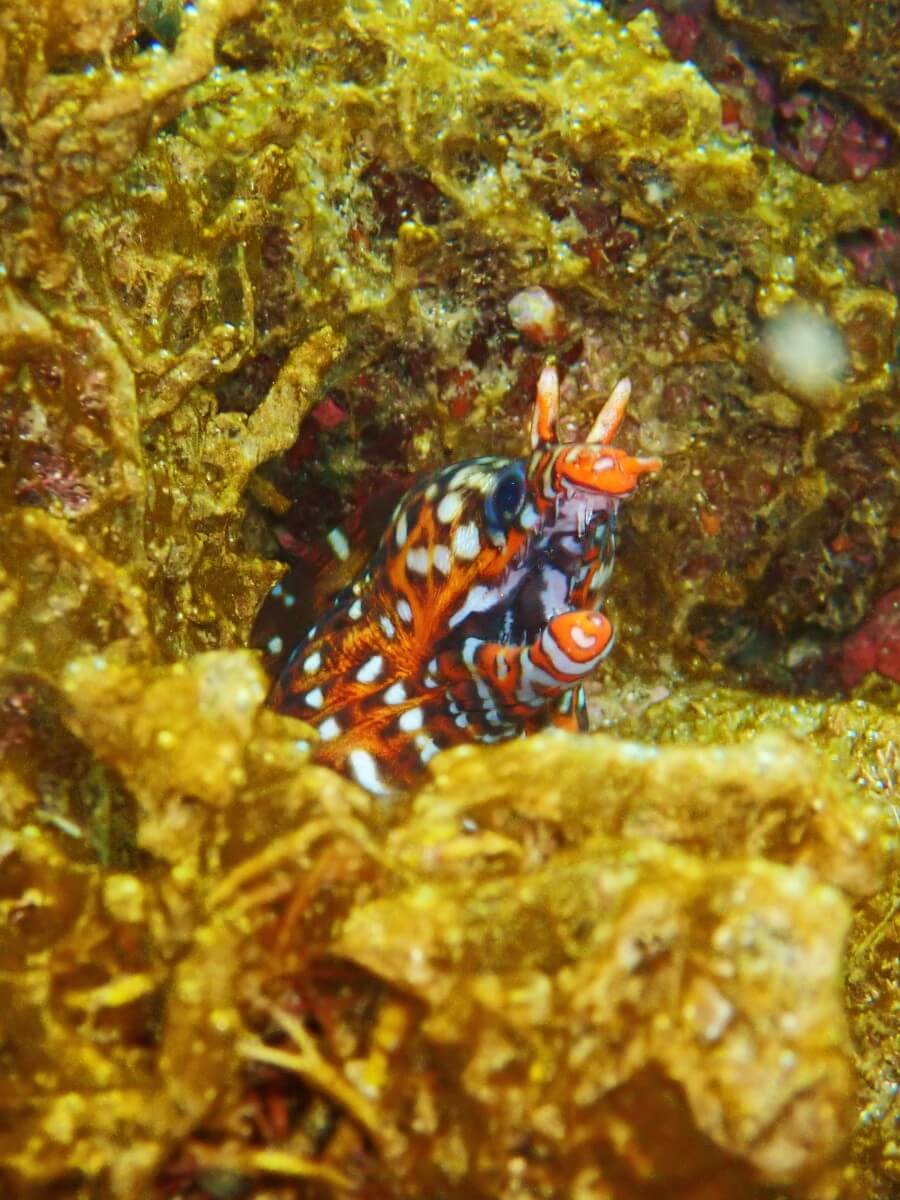 トラウツボ！2025.9.3｜なぎさひろいの清須・西尾から送迎付き西伊豆の川奈ビーチでシュノーケリングとスキンダイビングツアー