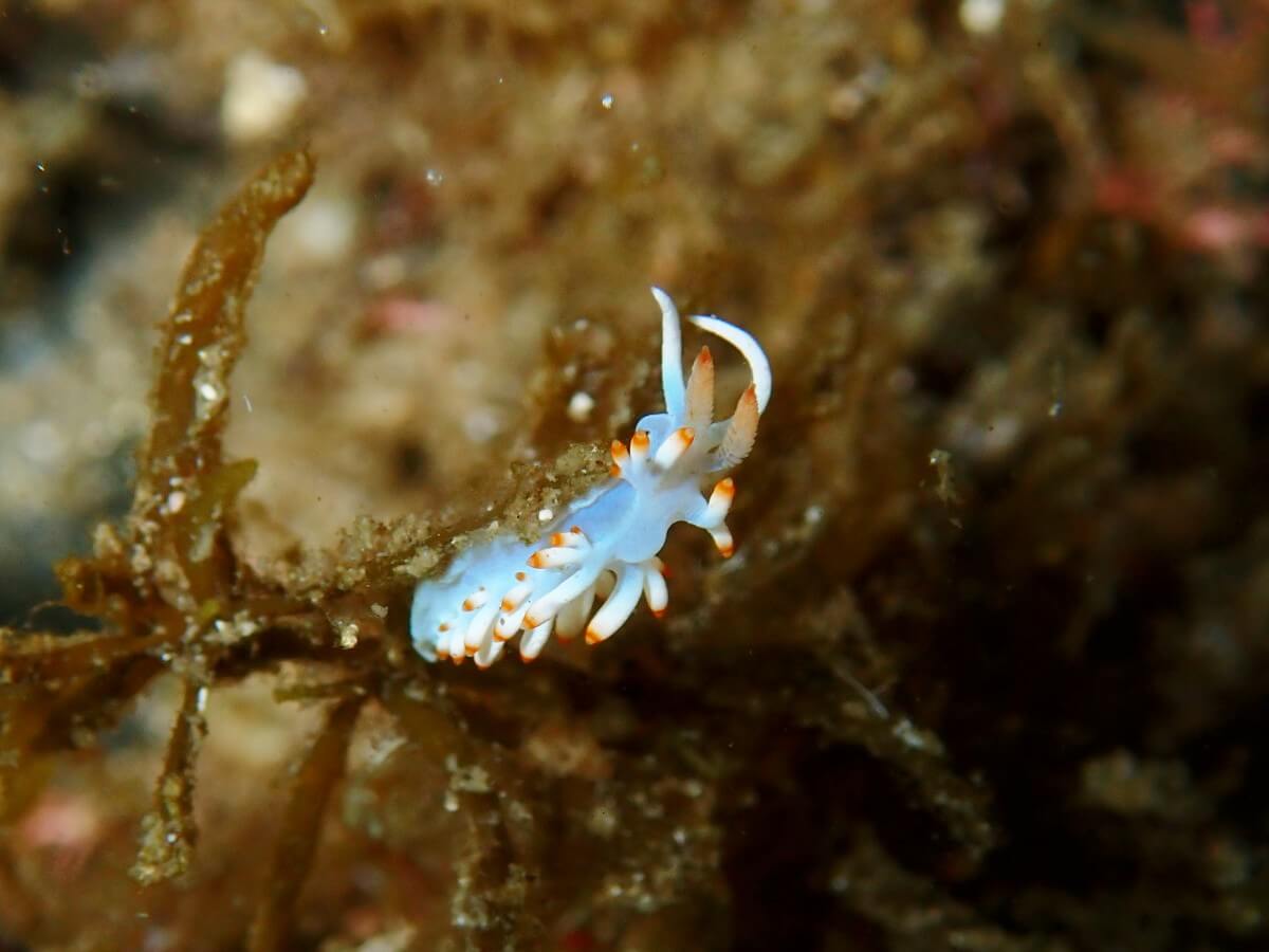 サキシマミノウミウシ！いの清須・西尾から送迎付き福井越前ビーチで体験ダイビングツアー