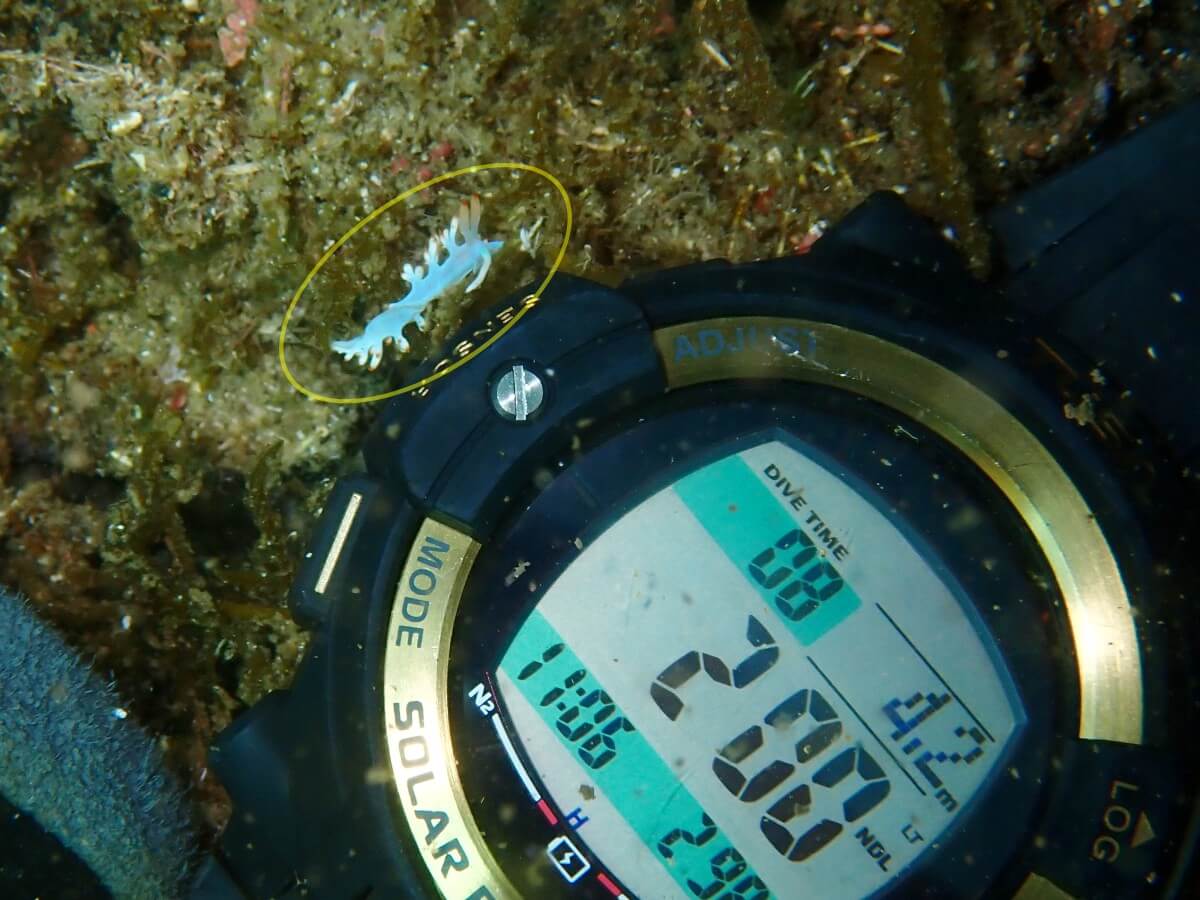サキシマミノウミウシとダイビングコンピューターで大きさ比較！2025.9.6｜なぎさひろいの清須・西尾から送迎付き福井越前ビーチで体験ダイビングツアー