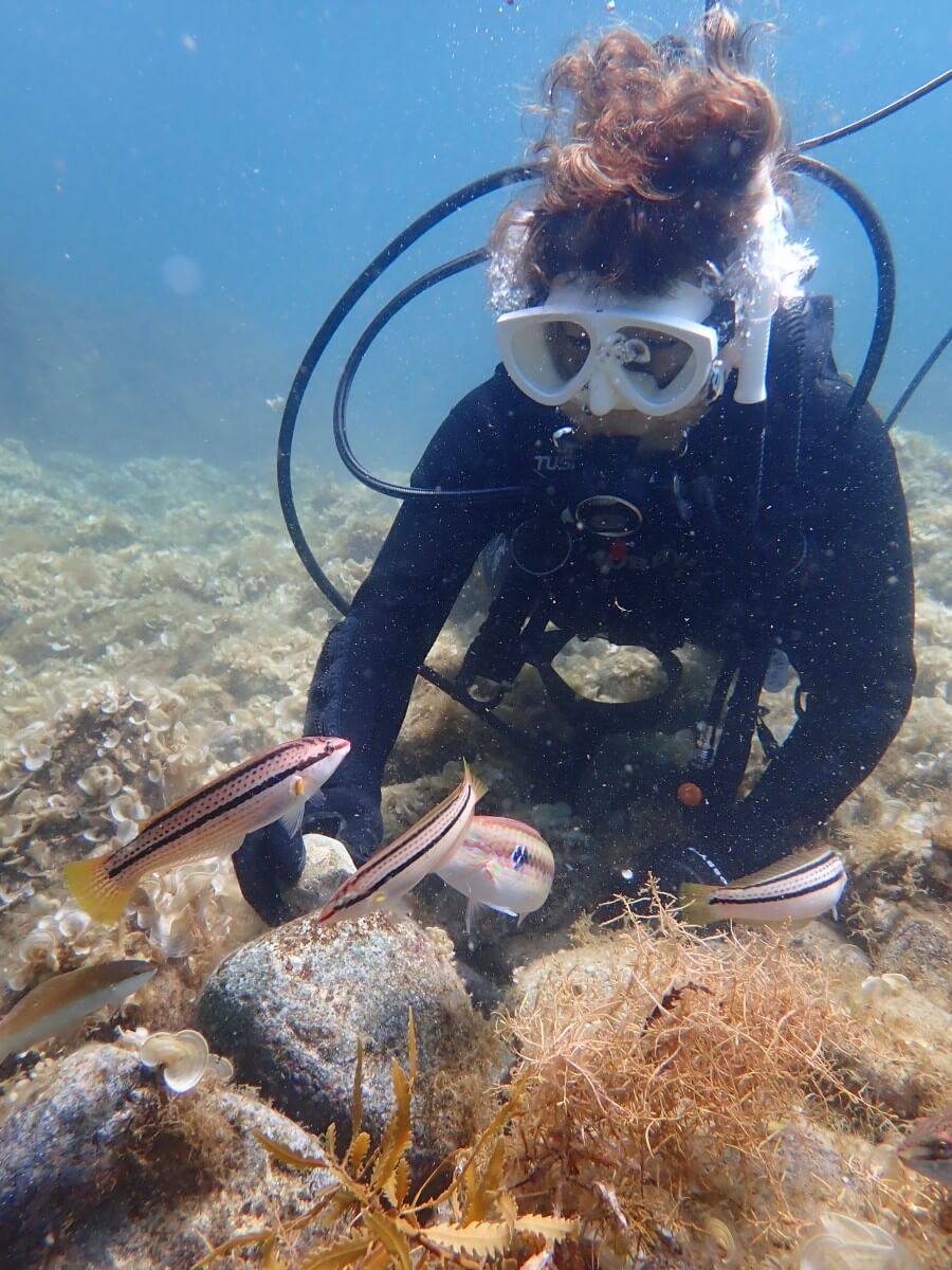 体験ダイバーとキュウセン！2025.9.6｜なぎさひろいの清須・西尾から送迎付き福井越前ビーチで体験ダイビングツアー