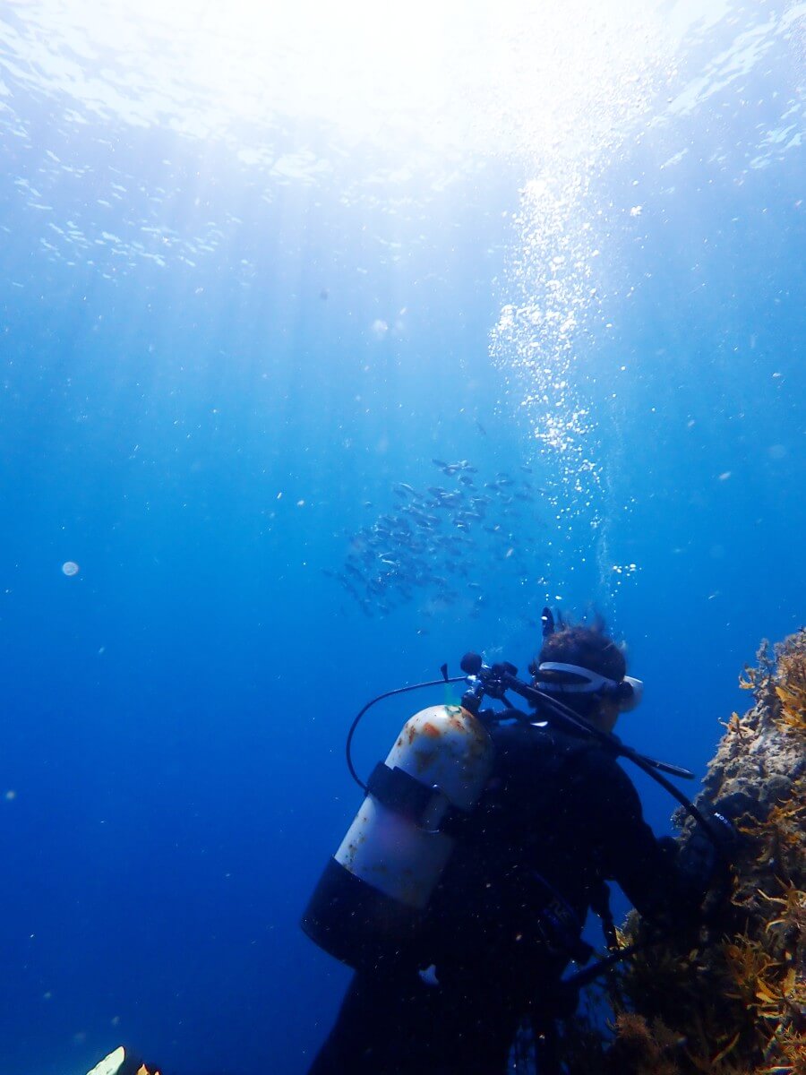 トンボ渡りの体験ダイビングで見せたい景色！2025.9.6｜なぎさひろいの清須・西尾から送迎付き福井越前ビーチで体験ダイビングツアー