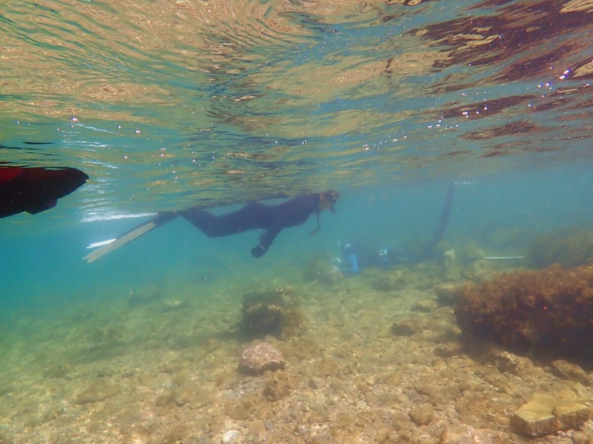 浅場で生きもの探し！2025.9.7｜なぎさひろいの清須・西尾から送迎付き福井越前ビーチでシュノーケリングとスキンダイビングツアー
