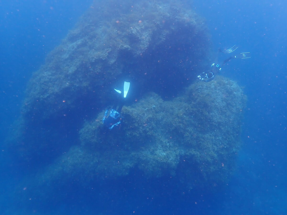 トンボ渡りでお互いに撮影！2025.9.7｜なぎさひろいの清須・西尾から送迎付き福井越前ビーチでシュノーケリングとスキンダイビングツアー