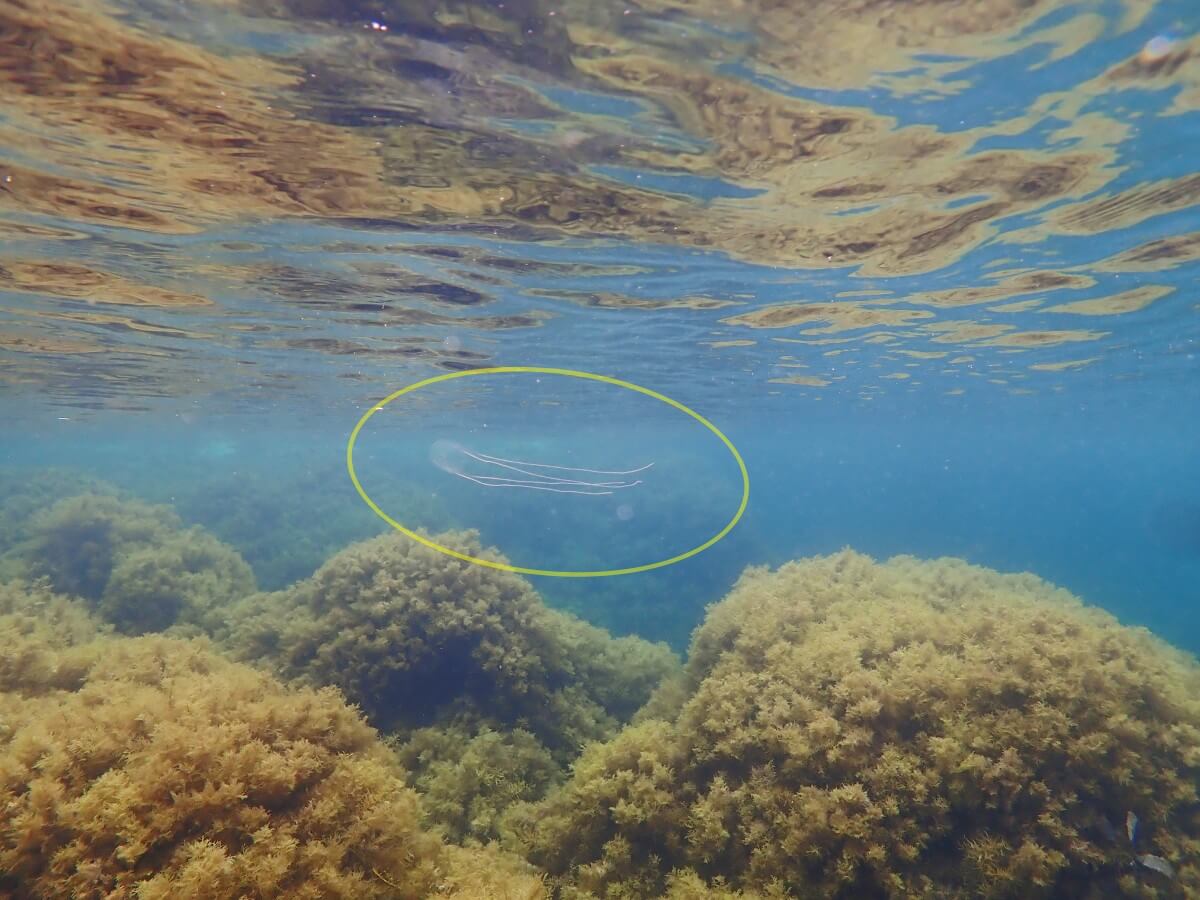 アンドンクラゲ発見！2025.9.12｜なぎさひろいの清須・西尾から送迎付き福井越前ビーチでシュノーケリングとスキンダイビングツアー