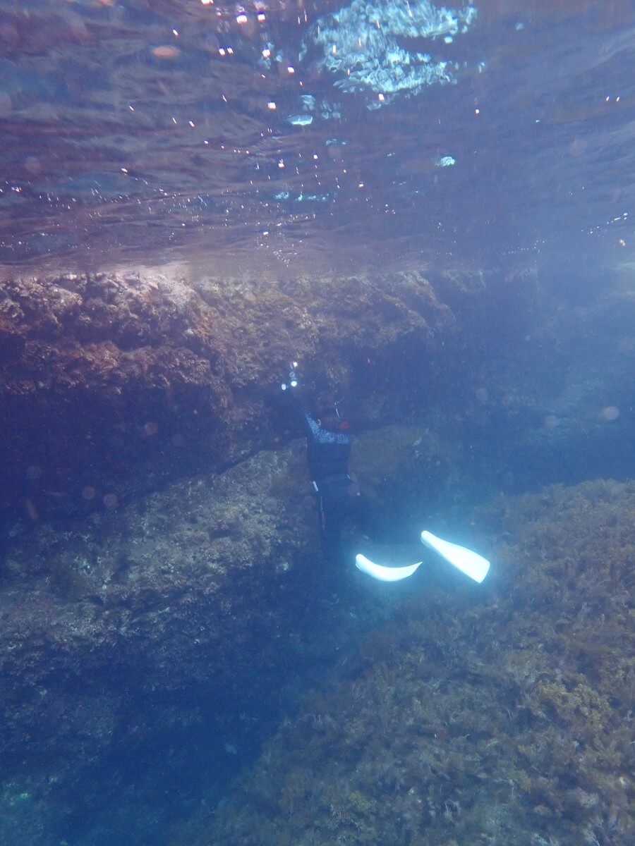 生きもの探し！2025.9.12｜なぎさひろいの清須・西尾から送迎付き福井越前ビーチでシュノーケリングとスキンダイビングツアー