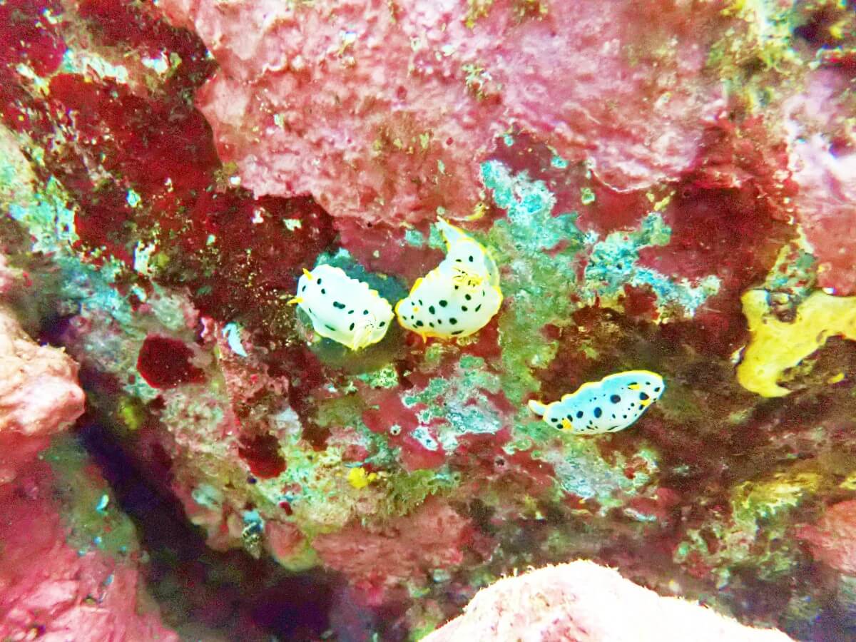 シロウミウシ！2025.9.12｜なぎさひろいの清須・西尾から送迎付き福井越前ビーチでシュノーケリングとスキンダイビングツアー