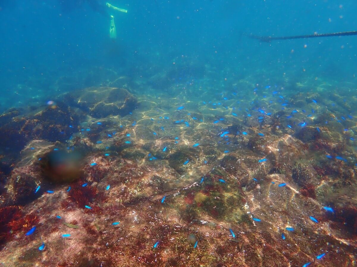 川奈のソラスズメダイ達!2025.9.14|【なぎさひろい】名古屋に近い清須・西尾から送迎付き!静岡県東伊豆の川奈ビーチでシュノーケリングとスキンダイビングツアー
