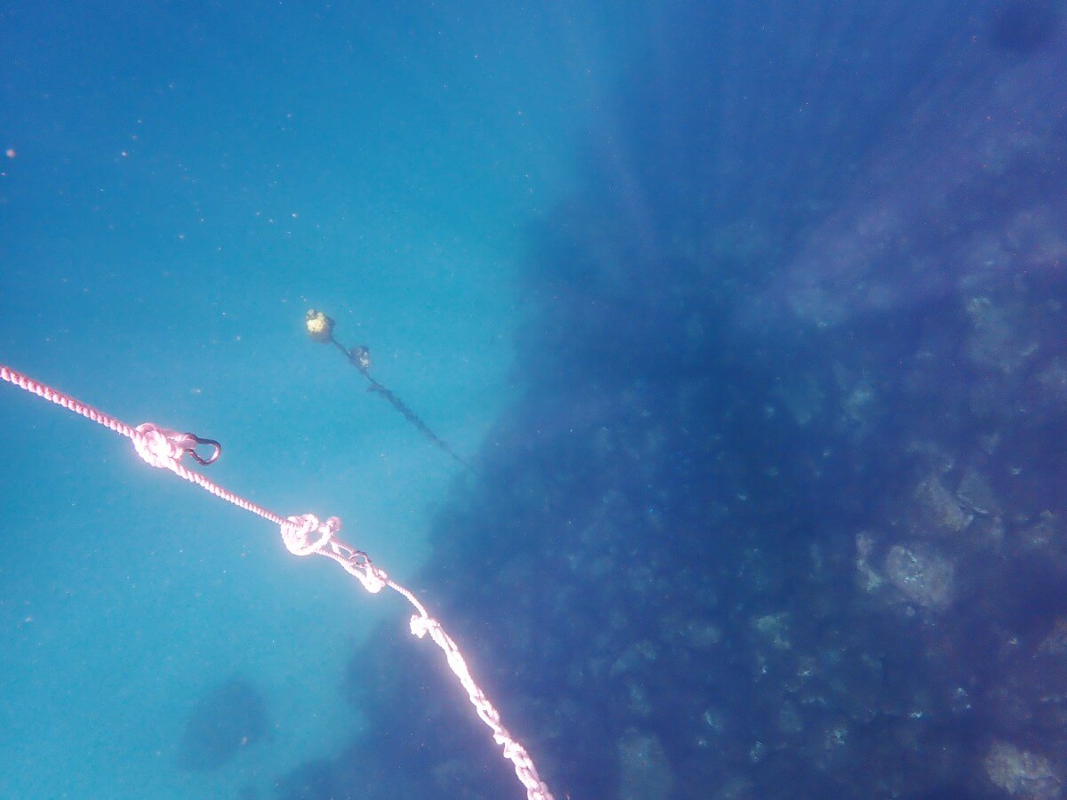 川奈ビーチの海中景色!2025.9.14|【なぎさひろい】名古屋に近い清須・西尾から送迎付き!静岡県東伊豆の川奈ビーチでシュノーケリングとスキンダイビングツアー